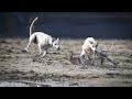 Rabbit Hunting 2024 greyhounds Race #greyhounddog #puppy #cutedogs #dogvideos