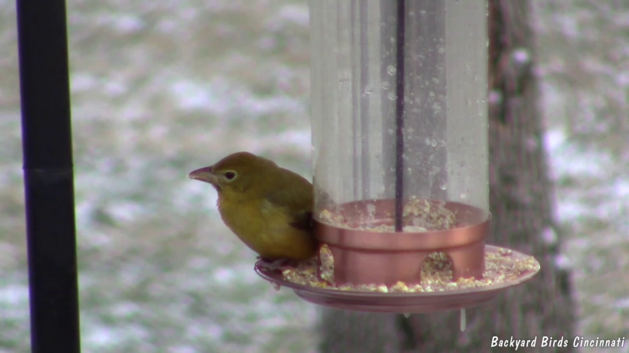Scarlet Tanager Feeder Video 1 24 2019 Youtube