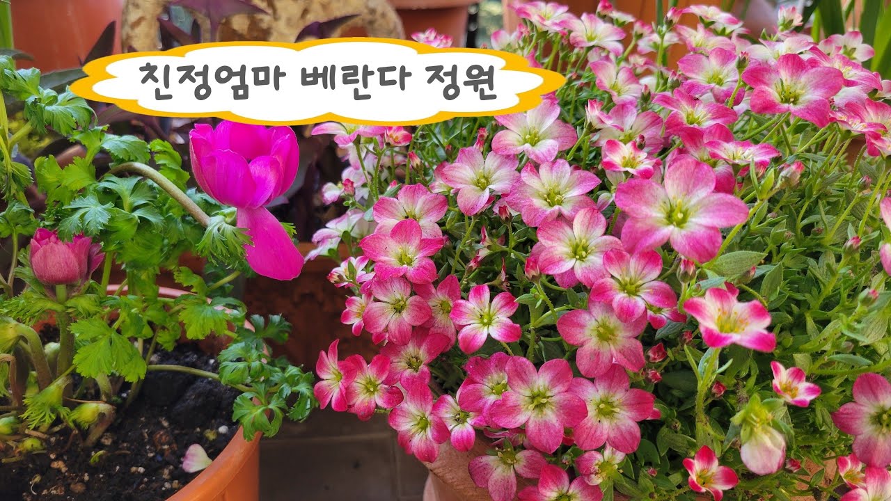 봄바람에 베란다 꽃들이 피었습니다