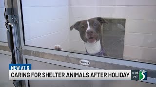 Saginaw Animal Shelter sees rise in pet surrenders after holidays