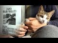 7번째 고양이 주인찾기와 발톱깍기 귀청소 Finding Cat's Owner【수리노을 SURI&NOEL】