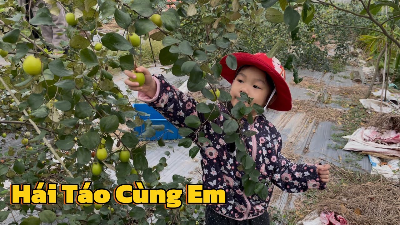 Hái Táo Của Nhà Mang Đi Bán