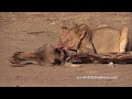 Lions feasting on killed Giraffe
