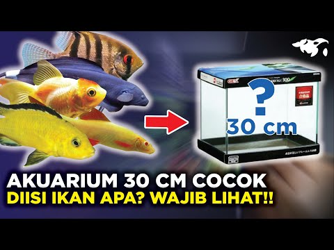 Video: Ikan Untuk Akuarium Kecil: Bagaimana Memilih