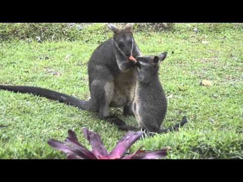 Swamp Wallabies Squabbling over Carrot