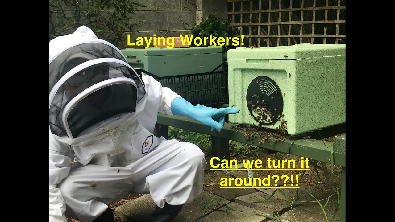 Hopelessly Queenless, and Laying Workers!!!