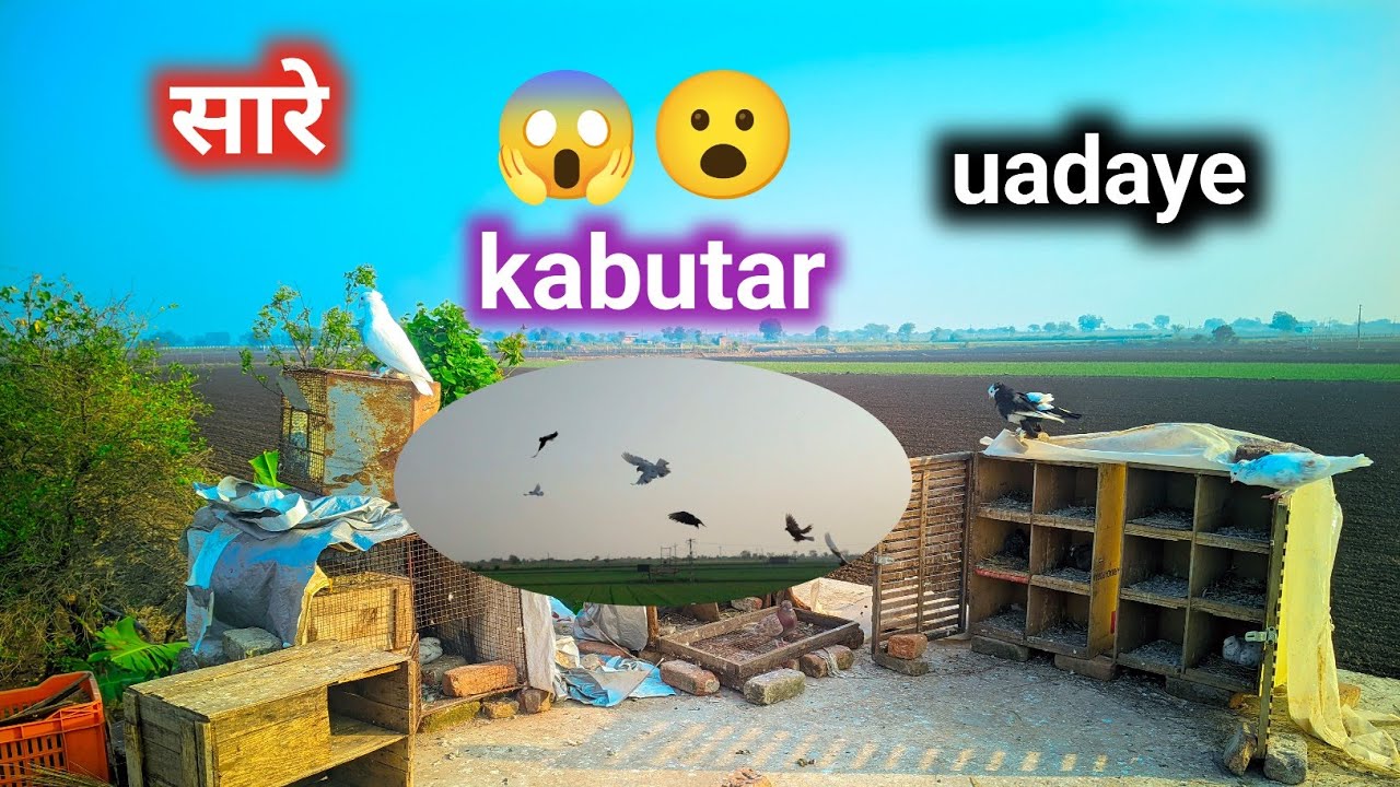 Ajj to sare kabutar ko ek sath uadaye 😮😱 कबूतरों को उड़ाया #youtubeshorts #shorts #trend #kabutar 