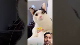 #funny #cat #viral #video #greenscreen