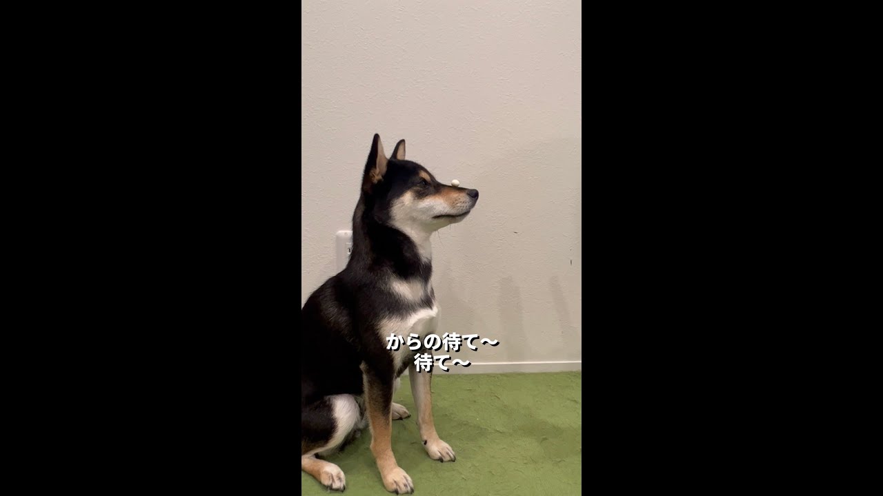 鼻パク待ちの横顔が美人すぎる柴犬 Shorts Youtube