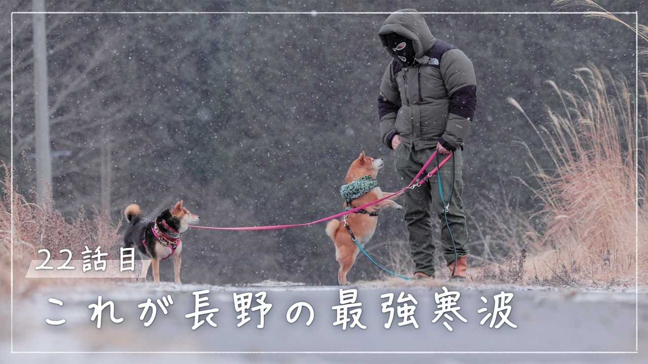柴犬｜最強寒波の朝。それでも悪くない八ヶ岳の平屋暮らし