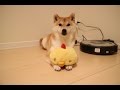 柴犬だいふくのぬいぐるみ大好き [ Shibainu Daifuku with new toy ]