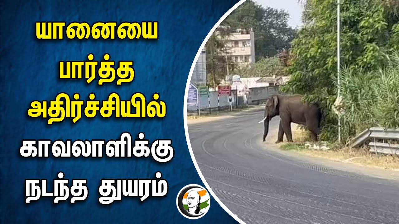 யானையை பார்த்த அதிர்ச்சியில்.. காவலாளிக்கு நடந்த துயரம் | Marudhamalai  | Elephant