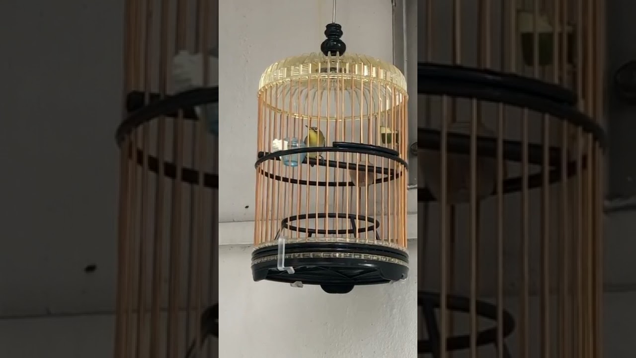 female puteh with puteh chai in the background