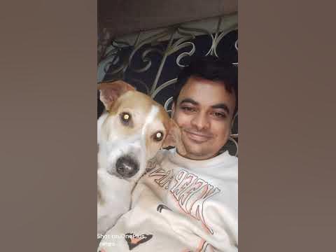 My deshi dog #dog #doglover #pets #indiedog #dogshorts #charlie777 #