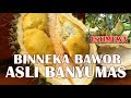 Lokasi Durian Bhinneka Bawor Bpk. Sarno Banyumas Jawa Tengah
