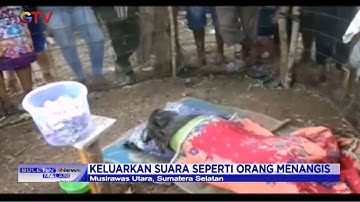 Warga Sumsel Digegerkan Babi Hutan Aneh yang Bisa Keluarkan Suara Seperti Orang Menangis - BIM 31/08
