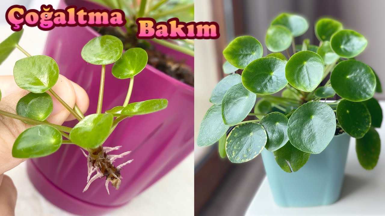 Bol yapraklı pileam/ pilea bakımı/ pilea çoğaltma