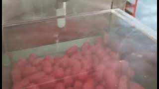 SINOPED semi automatic capsule filling machine for 00B capsule