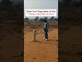 Why Your Dog Listens to Trainers But Not You | By Akash Singh #dogtrainer #shorts #youtubeshorts