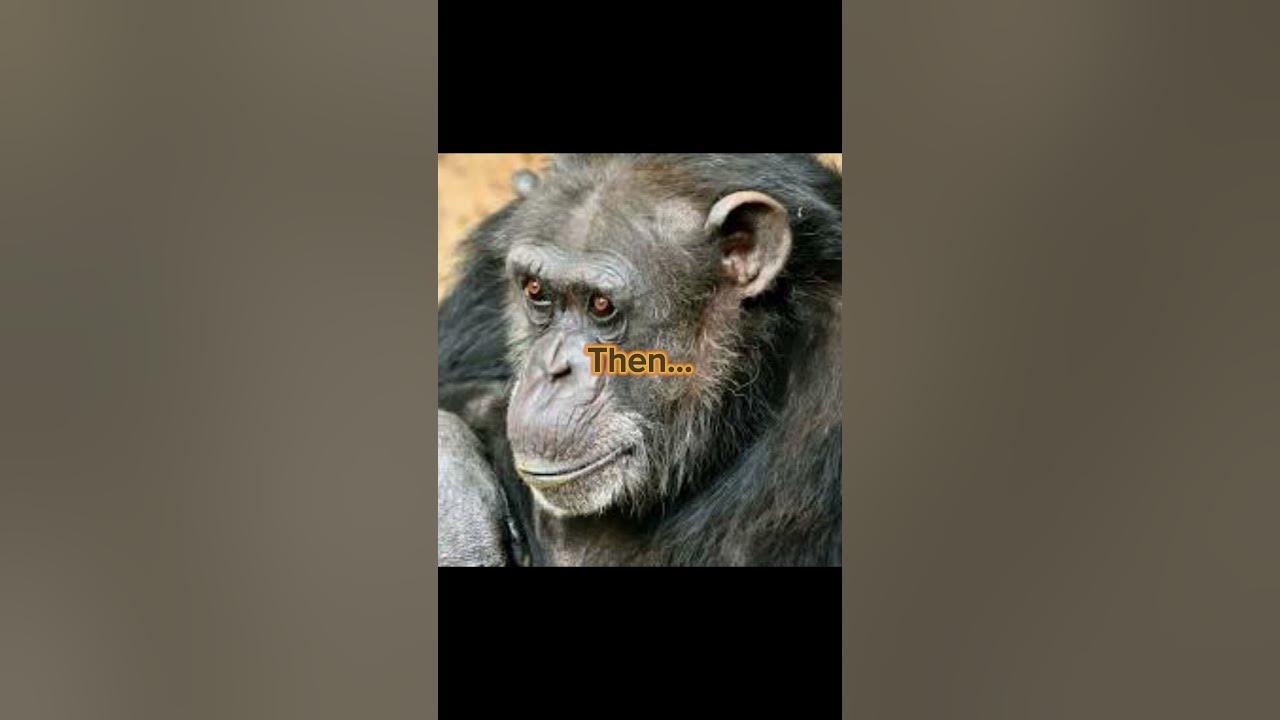 Travis the chimpanzee - YouTube