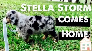 Bringing home our Blue Merle Mini Australian Shepherd