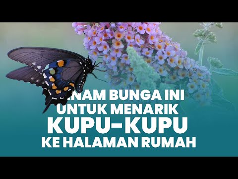 Video: Bunga apa yang disukai kupu-kupu raja?