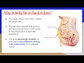 Why is belly fat so hard to lose?