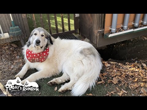 凍っていない柔らかい場所を探し穴掘りを始めたベルです Great Pyrenees グレートピレニーズ