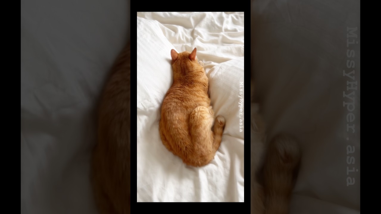 𝓓𝓪𝔂7️⃣2️⃣ 每天發一條20歲移民  #橘貓 河小豹 的1分鐘睡覺短片😽💤 縮圖