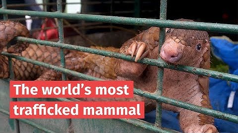 Pangolins - The world