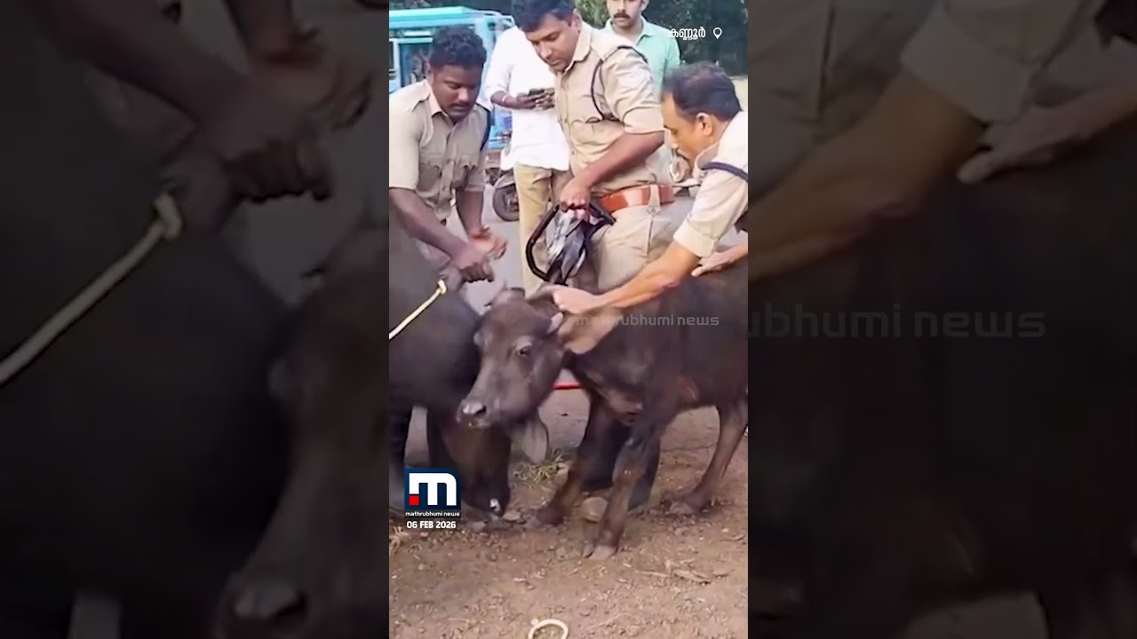 എരുമയുടെ കൊമ്പിൽ കുടുങ്ങി എരുമക്കുട്ടി.. രക്ഷകരായി ഫയർഫോഴ്‌സ് | Buffalo | Animal Rescue