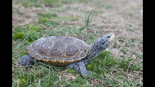 2020 Crowdfunding Project - Connecticut Diamondback Terrapin Conservation