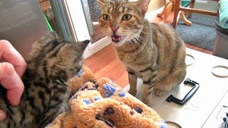 Foster Cat Hildy Talks With Her Kittens