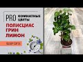 Полисциас Грин Лимон - декоративно лиственный красавчик для комнатного озеленения