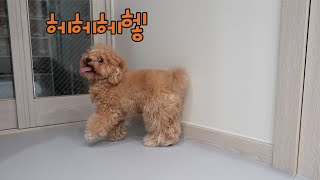 everybody, poodles are not easy to raise. by 순덕순덕 11,437 views 7 months ago 2 minutes, 40 seconds