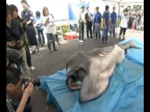 Raríssimo tubarão com boca gigante foi capturado e comido no Japão