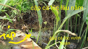 Câu cá lóc vườn lâu năm, cặp cá bá đạo | Phương fishing , hunting trap # tập 11