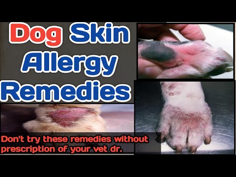 dog skin allergy || home remedies || good results || by THE PET VISION ( vet.).