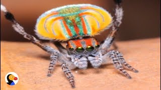 Peacock Spider Dances To Save His Life | The Dodo