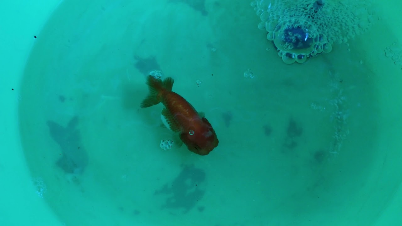 การรักษาอาการท้องอืดในปลาทอง ปลาลอยอยู่บริเวณผิวน้ำ ไม่ถ่าย ไม่ทานอาหาร