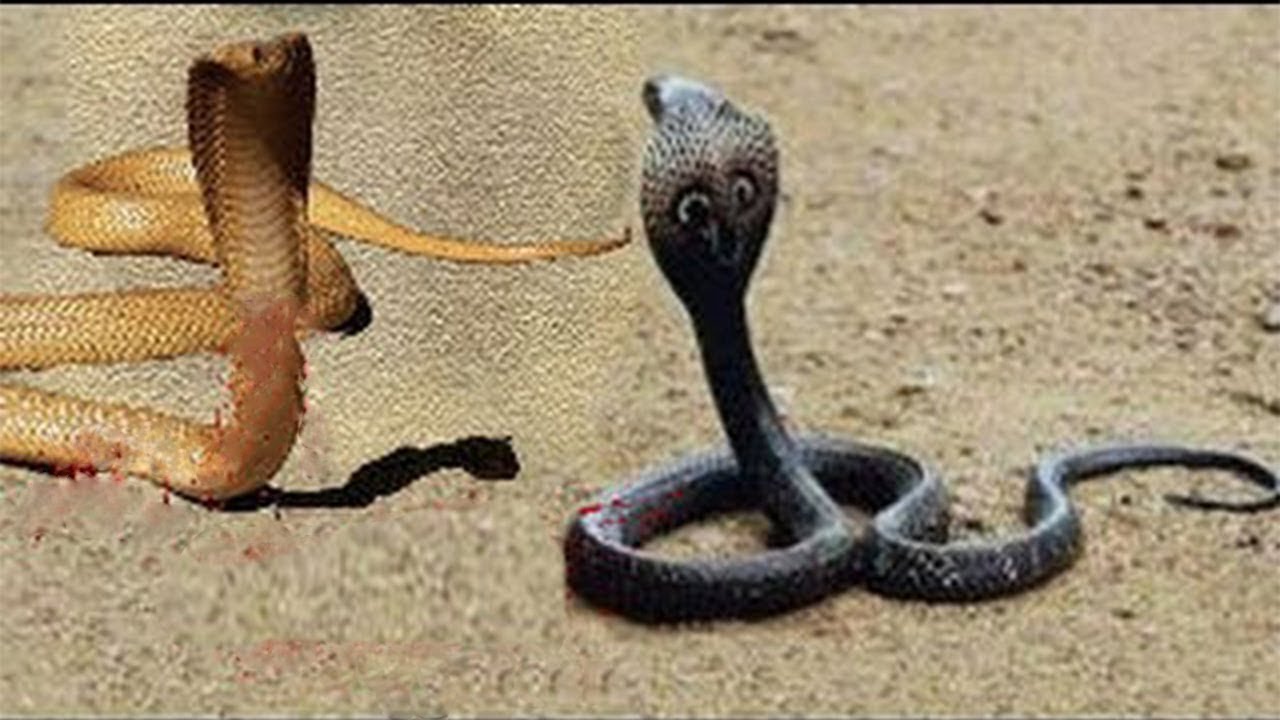 змея кобра королевская. трехголовая кобра в индии. индийская кобра (naja naja). гадюка и кобра и уж. королевская кобра и очковая кобра.