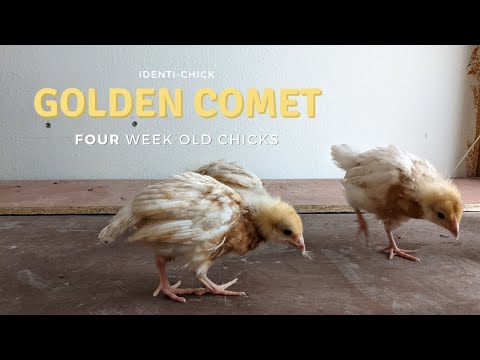 วีดีโอ: ไก่ดาวหางทองคำ