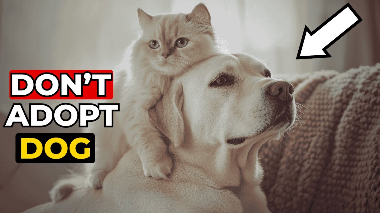 ⁣Why Cats are better then Dogs? Here is Truth
