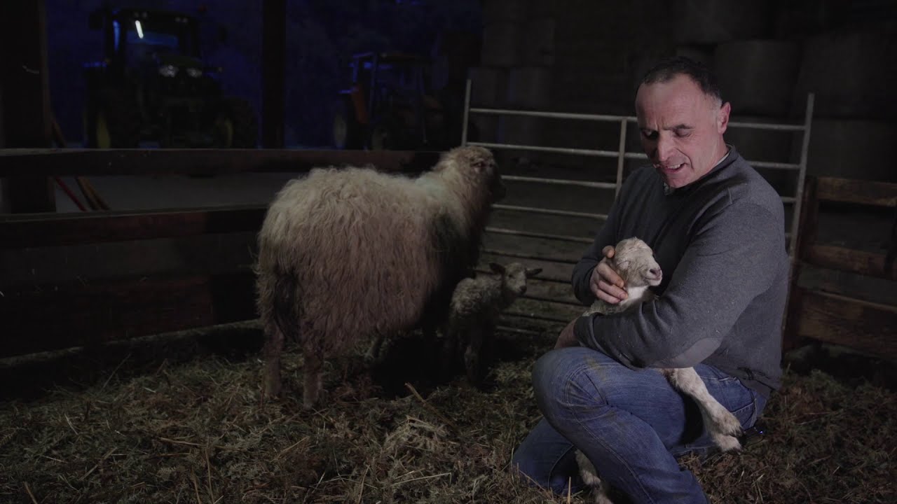 Une Journée d'Automne au Pays des Brebis : le berger