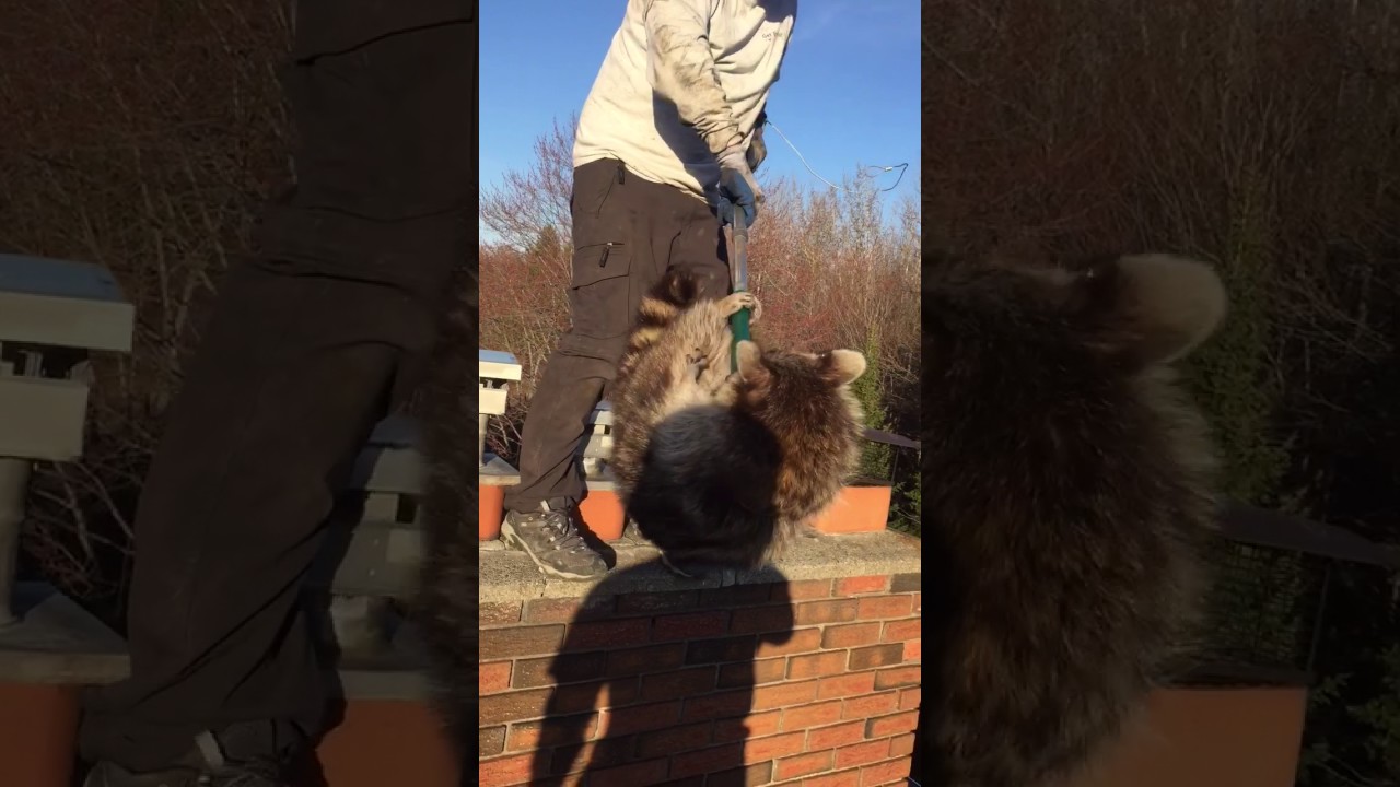 Removing a raccoon from a chimney.