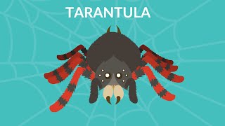 Tarantula video for kids | Are tarantulas harmful to humans? | Learn Tarantula facts |