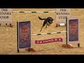 The Kennel Club ABC Dog Agility Final at Olympia 2017