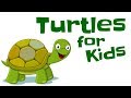 Turtle Facts Quiz