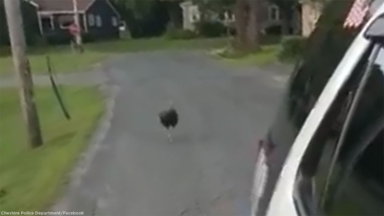 newspaper mockup 'Turkey gone wild' chases police cruiser