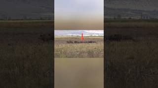 Дикий отрыв на одном кадре охоты на кабана вирусное видео хорошие кадры